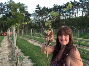 vineyard-spring-2016_1