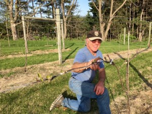 vineyard-spring-2016_2